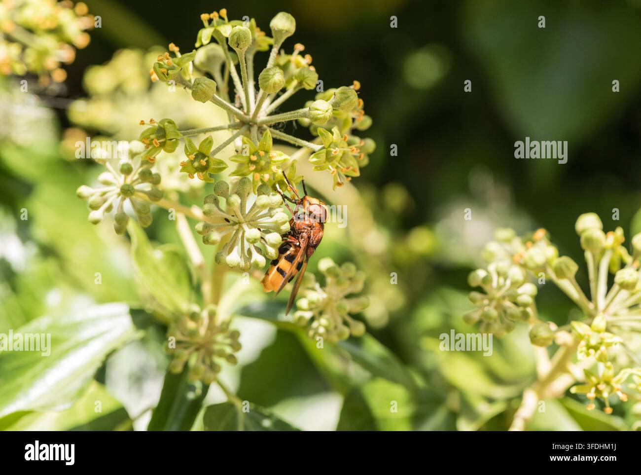 Mosca volante imitatore di calabrone (Volucella zonaria) che si nutre su fiori di edera a Rye Meads, Herts Foto Stock