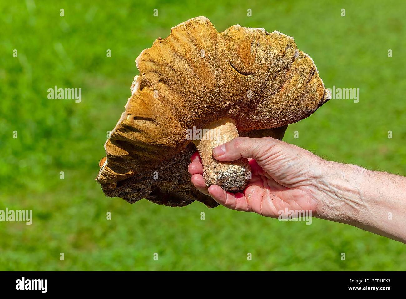 Funghi boletus maturi (specie Boletus) con un cappello a forma ondulata arancione-marrone in espansione Foto Stock