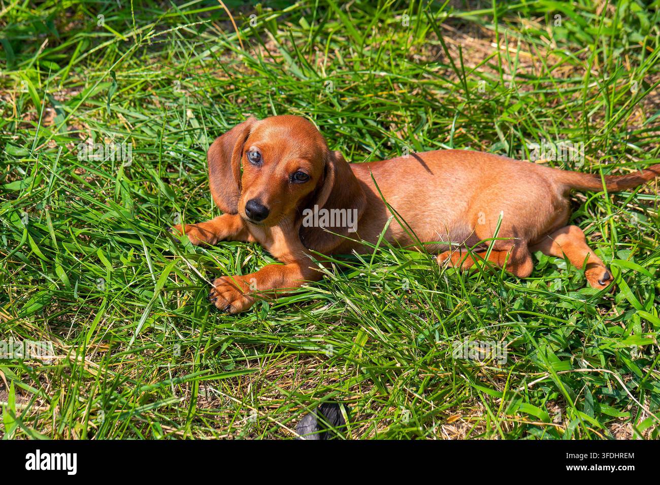 Cucciolo di bassotto a pelo corto sul prato Foto Stock