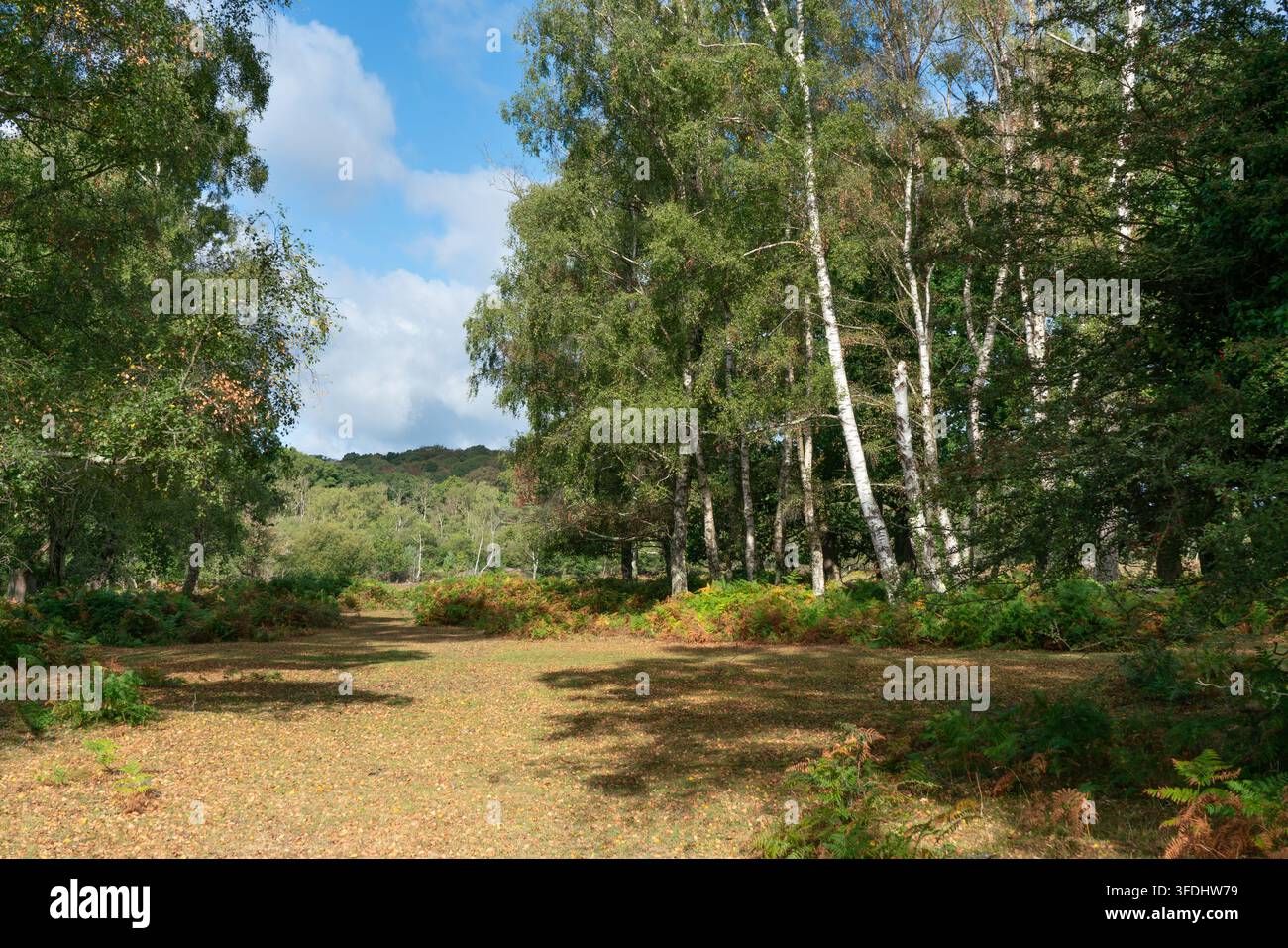 Un sentiero attraverso il bosco del New Forest Foto Stock
