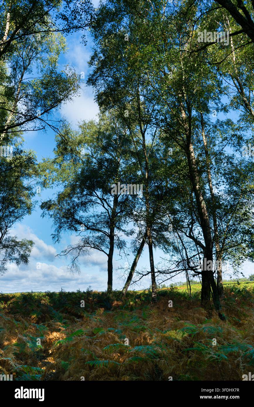 Betulla argentata ai margini del bosco Foto Stock