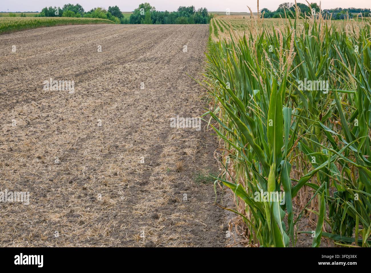 Campo di mais rurale con alti steli di mais verdi accanto a una parcella di terreno arata, residui di paglia, alberi lontani e paesaggio di terre agricole aperte Foto Stock