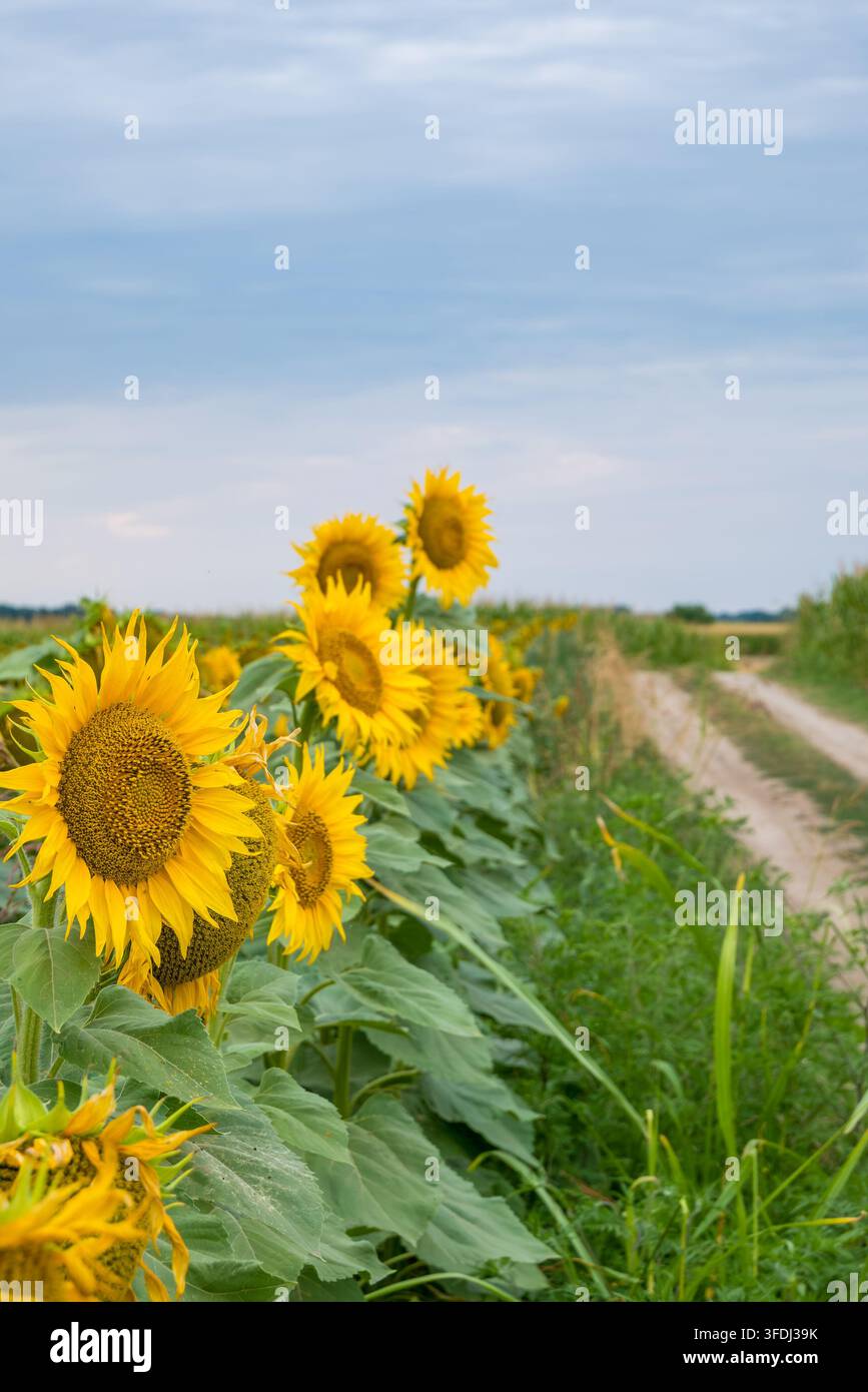 Girasoli giallo brillante costeggiano un sentiero rurale attraverso un campo verde sotto un ampio cielo blu con nuvole morbide e una campagna aperta Foto Stock