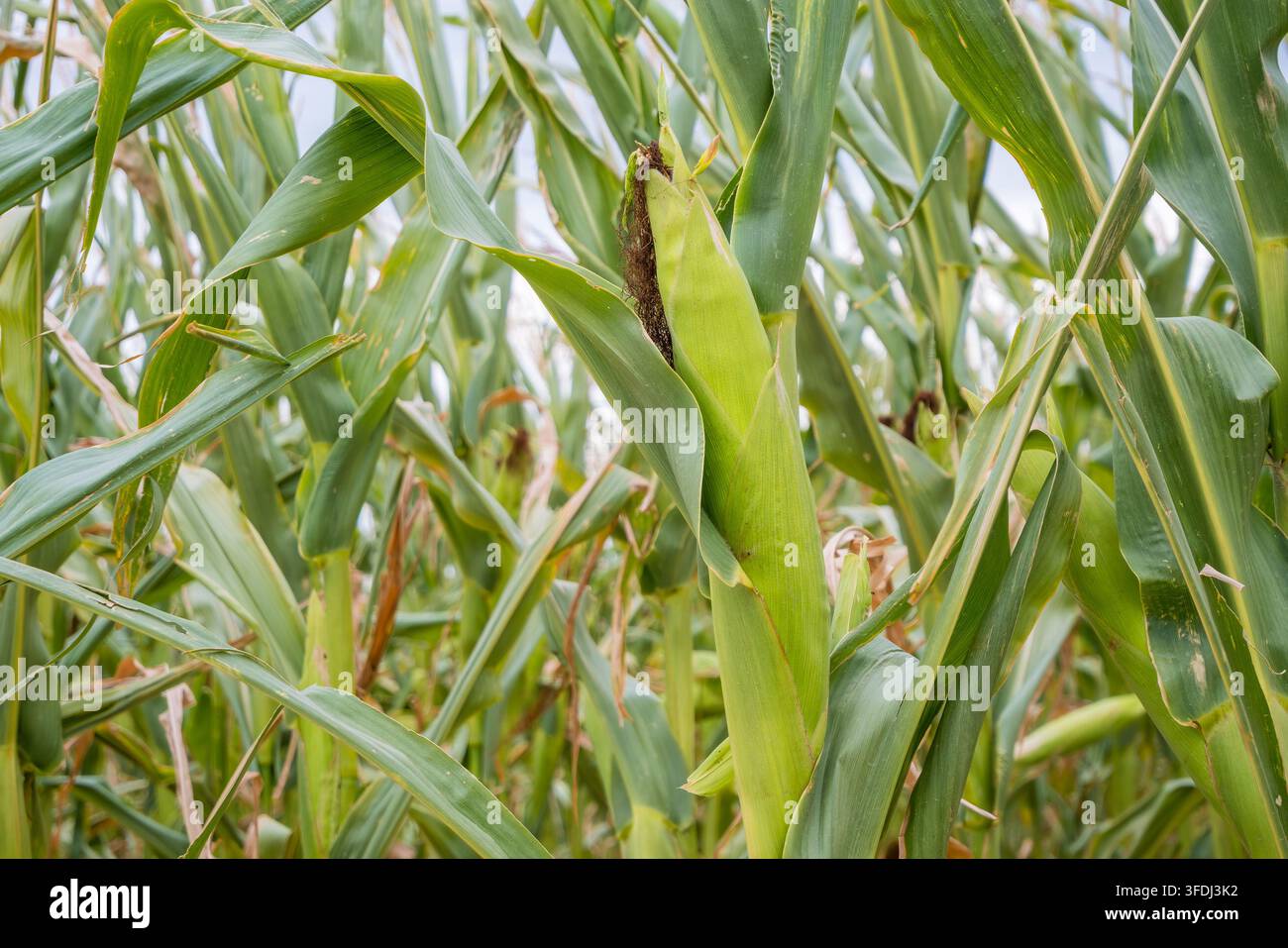 Denso campo di mais verde con steli di mais maturi, foglie larghe e una spiga in sviluppo circondata da vegetazione stratificata nella morbida luce del giorno Foto Stock