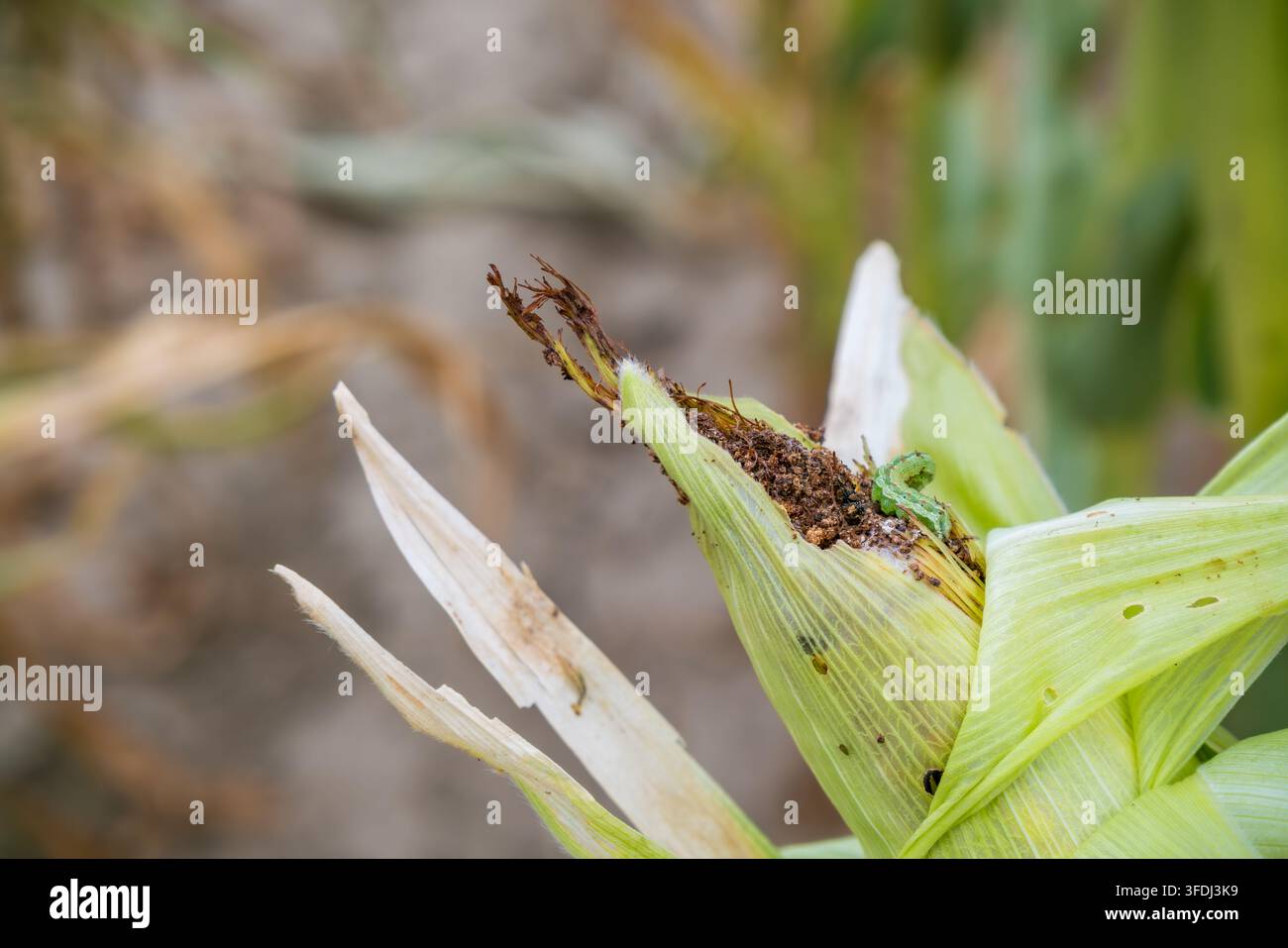 Bruco verde che si nutre di un orecchio di mais danneggiato, con involucro strappato, detriti marroni esposti, buchi e fibre vegetali essiccate in un ambiente all'aperto Foto Stock