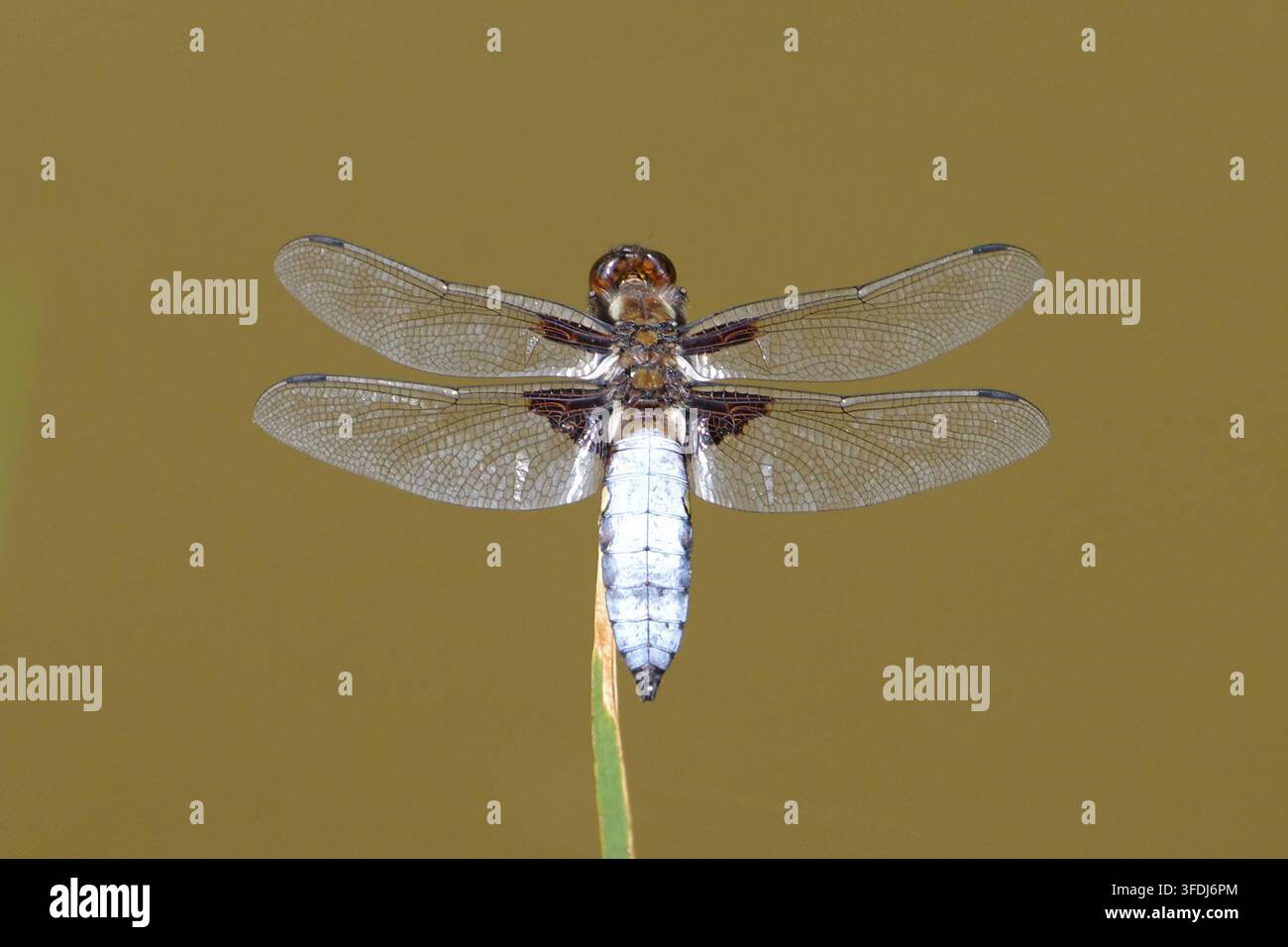 Libellula a corpo largo maschio (Libellula depressa) appollaiata su uno stelo di pianta con uno sfondo marrone liscio Foto Stock