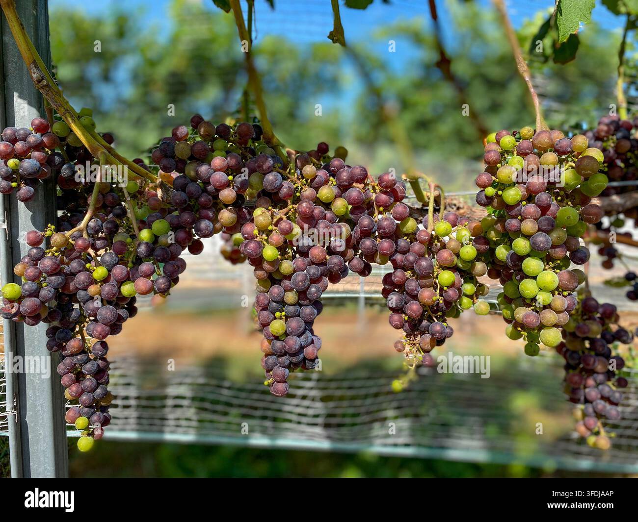 Grappoli d'uva in varie fasi di verai sono appesi alle viti in un vigneto soleggiato. Il frutto varia dal verde al rosa, rosso e viola scuro a Foto Stock