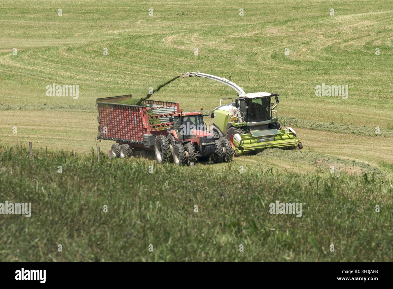 Una mietitrice autopropulsa taglia il foraggio verde e lo carica in un carrello di cereali trainato da un trattore, lavorando su una fattoria verde e ondulata Foto Stock