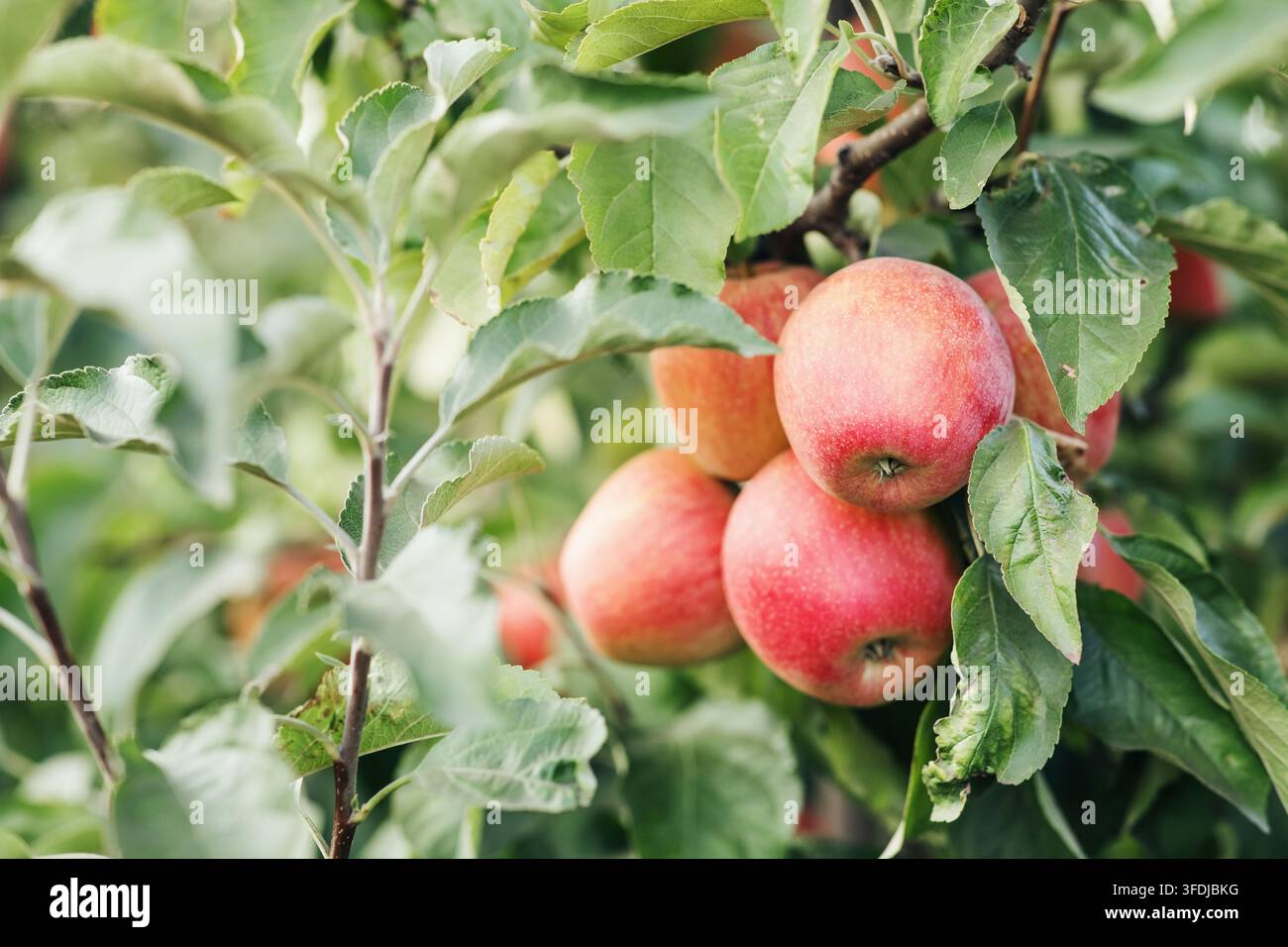 Grande raccolto nel giardino, mela biologica per il commercio Foto Stock