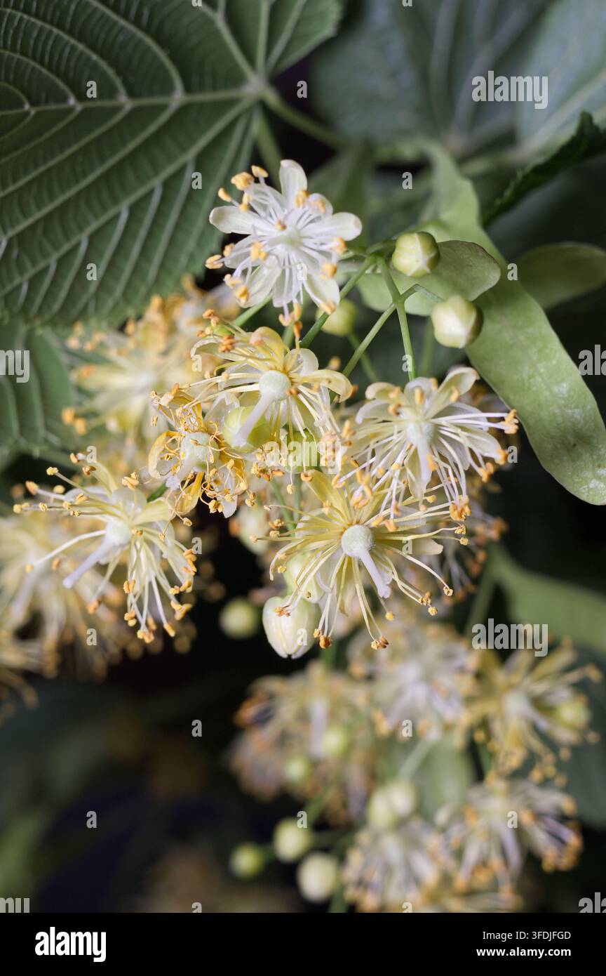 Prima verticale di fiori di tiglio aperti che mostrano gli stami e i petali su sfondo scuro. Fotografia macro per naturopatia, erboristeria e tè. Foto Stock
