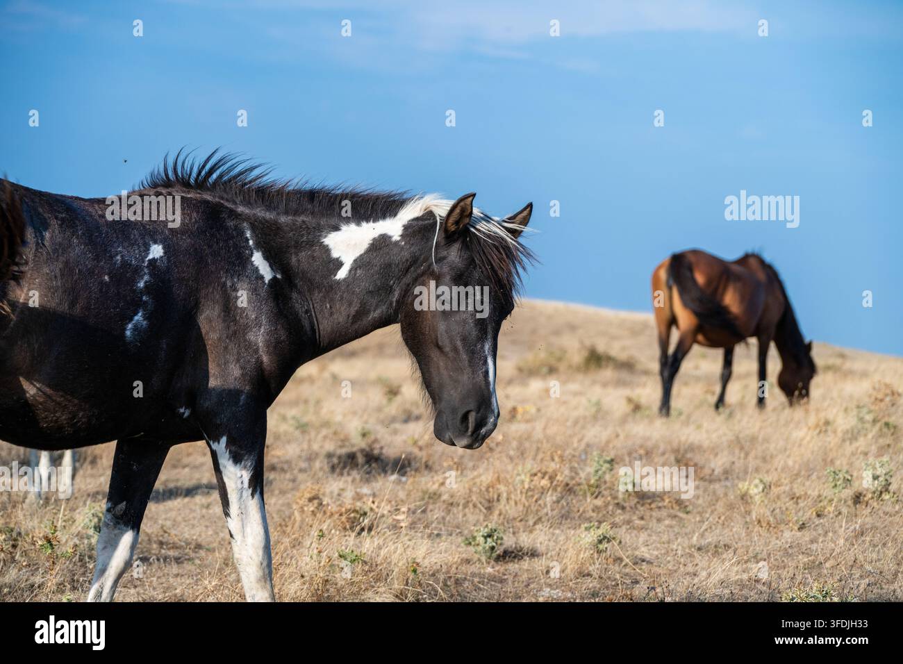Un cavallo pinto bianco e nero pascola in un campo secco in primo piano, con un altro cavallo sfocato sullo sfondo contro un cielo blu. Foto Stock