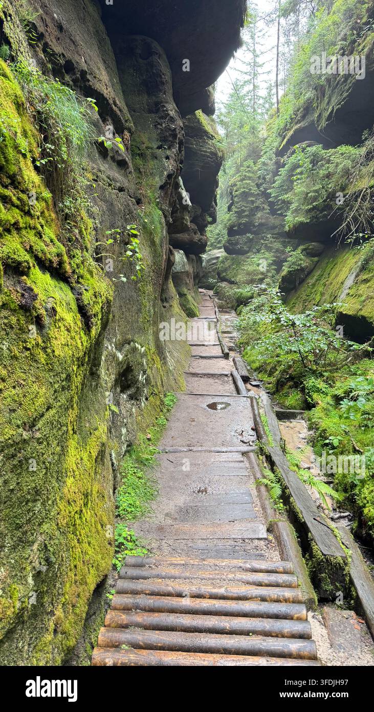 Sentiero stretto per escursioni tra pareti di arenaria ricoperte di muschio nell'area Schrammsteine del Parco Nazionale della Svizzera Sassone, Sassonia, Germania. - Immagine stock catturata con smartphone