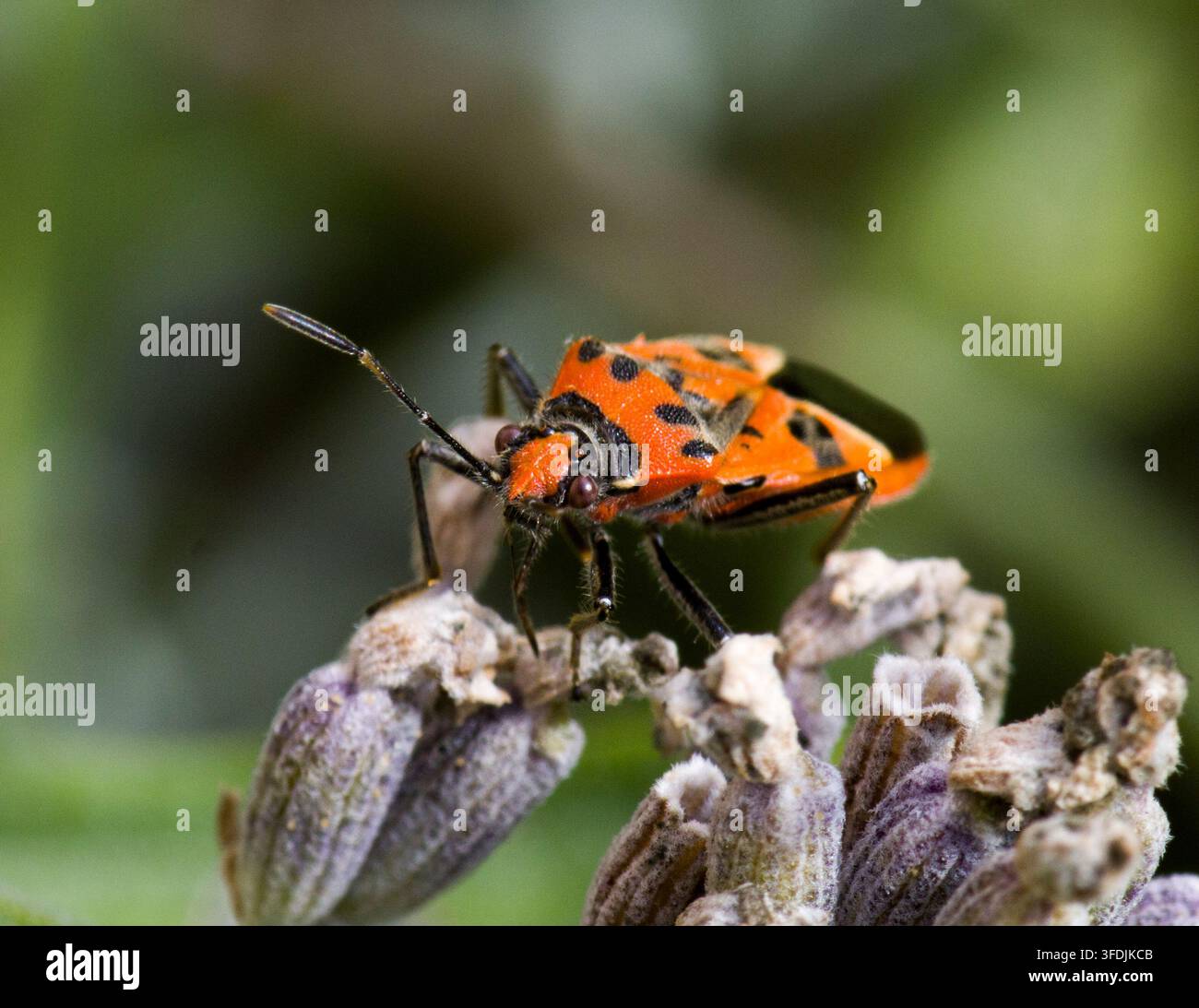 Cimice Rossa e Nera allo Scudo Corizus hyoscyami Foto Stock