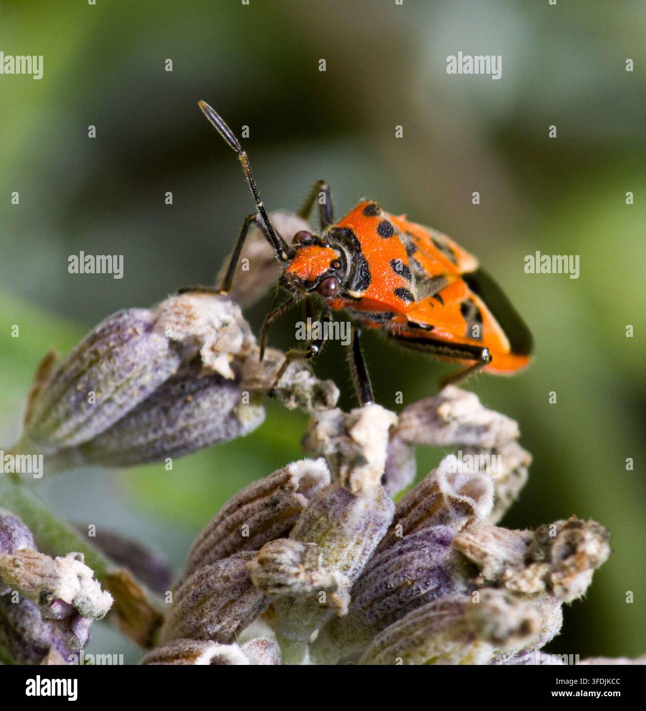 Cimice Rossa e Nera allo Scudo Corizus hyoscyami Foto Stock