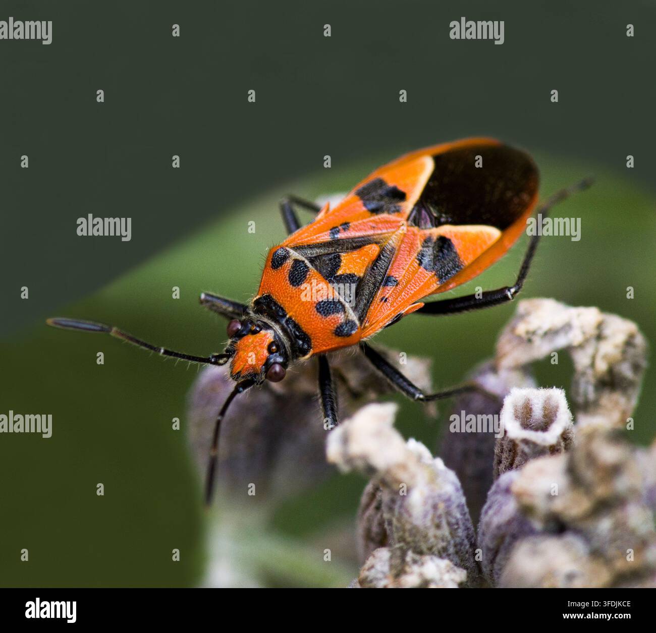 Cimice Rossa e Nera allo Scudo Corizus hyoscyami Foto Stock