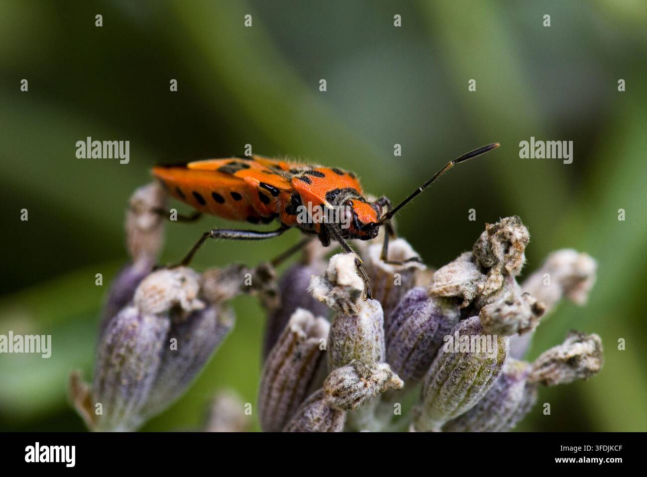 Cimice Rossa e Nera allo Scudo Corizus hyoscyami Foto Stock