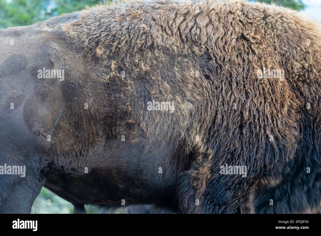 Fotografia macro-textura a distanza ravvicinata che mostra la folta pelliccia lanosa e i motivi di muta su un bisonte americano nello Yellowstone Foto Stock