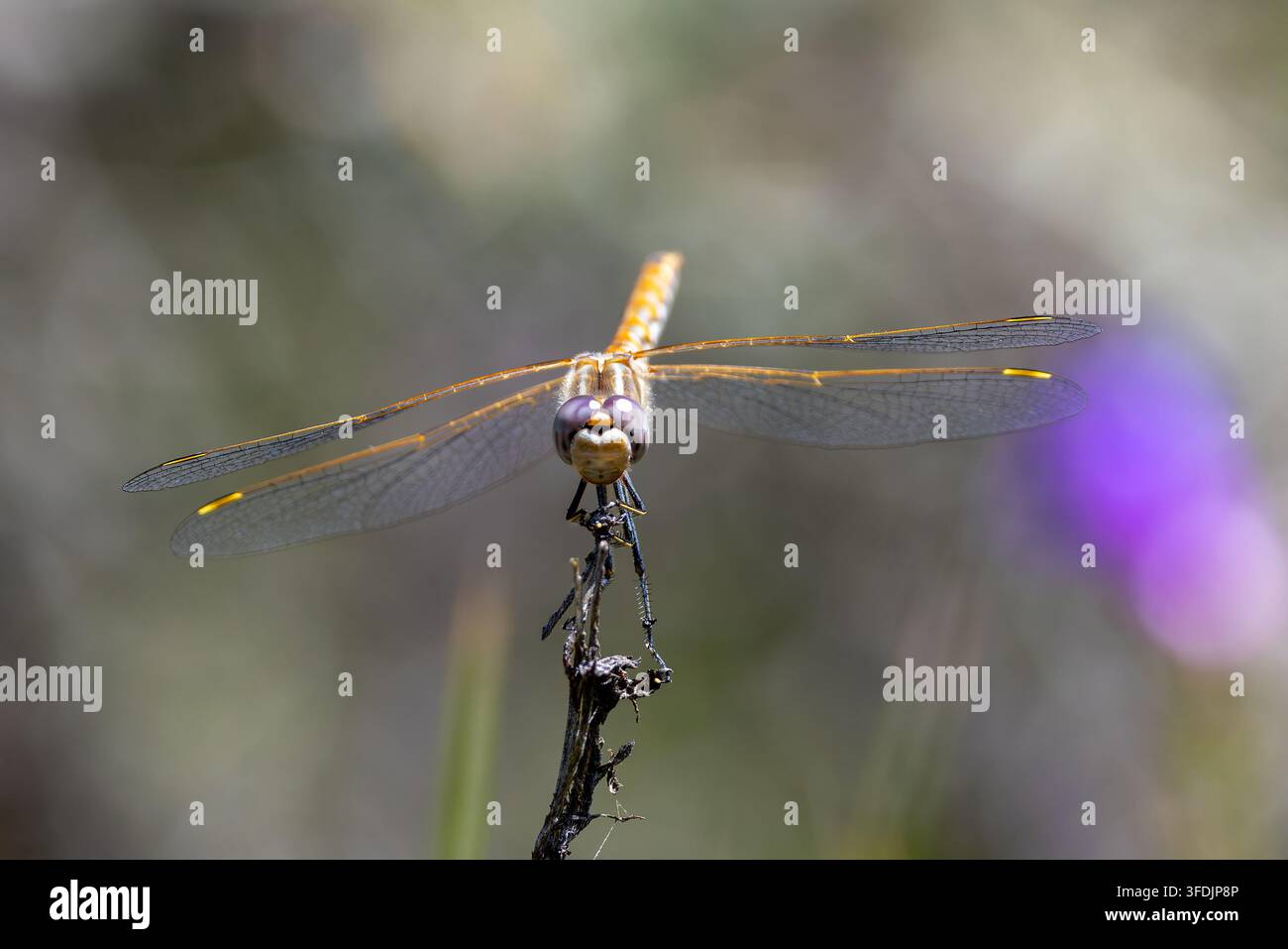 Vista macro frontale di una libellula appollaiata sulla punta di un ramoscello eroso con le ali trasparenti distese nella zona selvaggia di Absaroka, Wyoming. Foto Stock