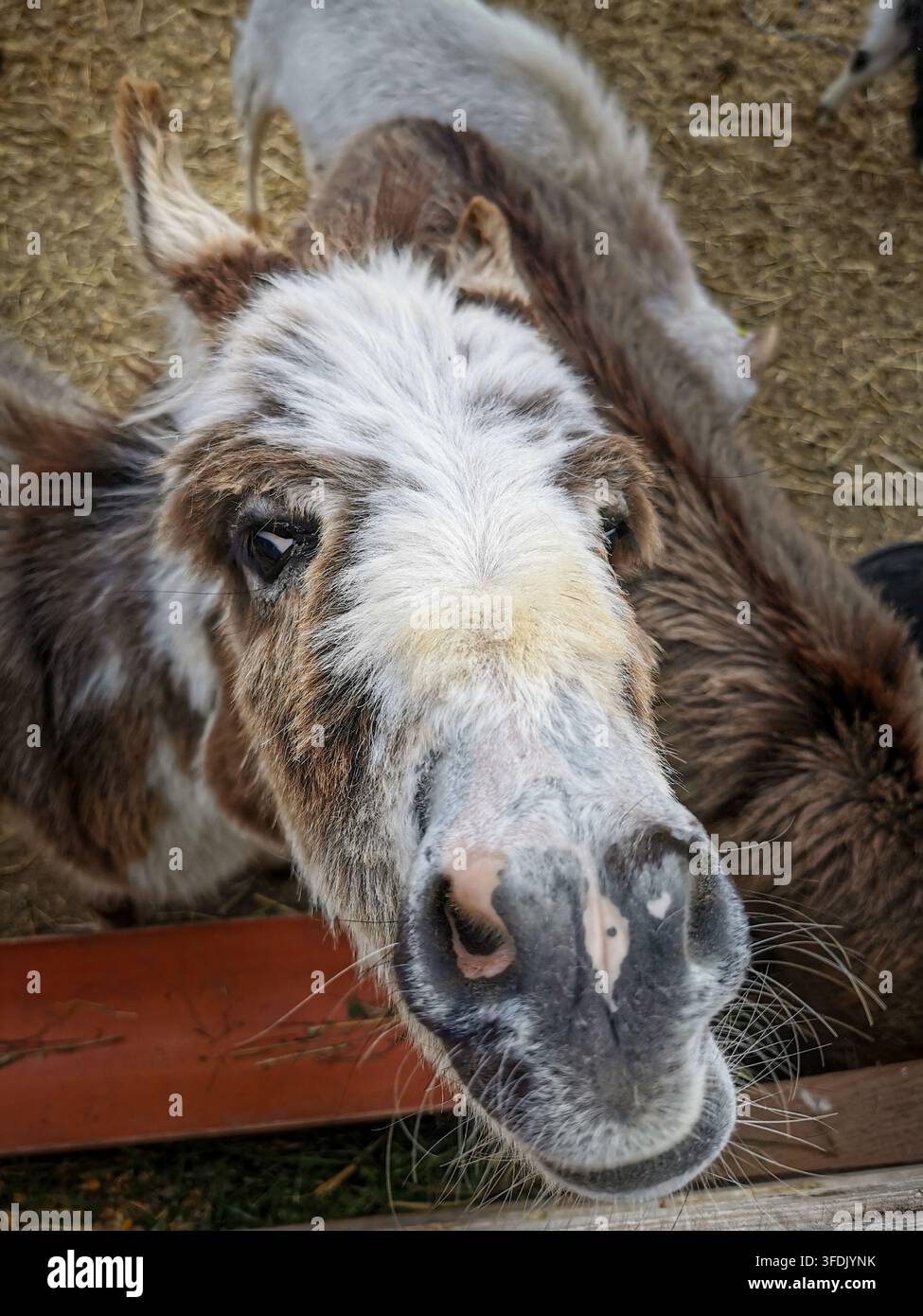 Primo piano estremo con angolazione ampia della testa di un asino domestico (Equus asinus) che mostra il muso e le narici, con altri asini sullo sfondo sfocato Foto Stock