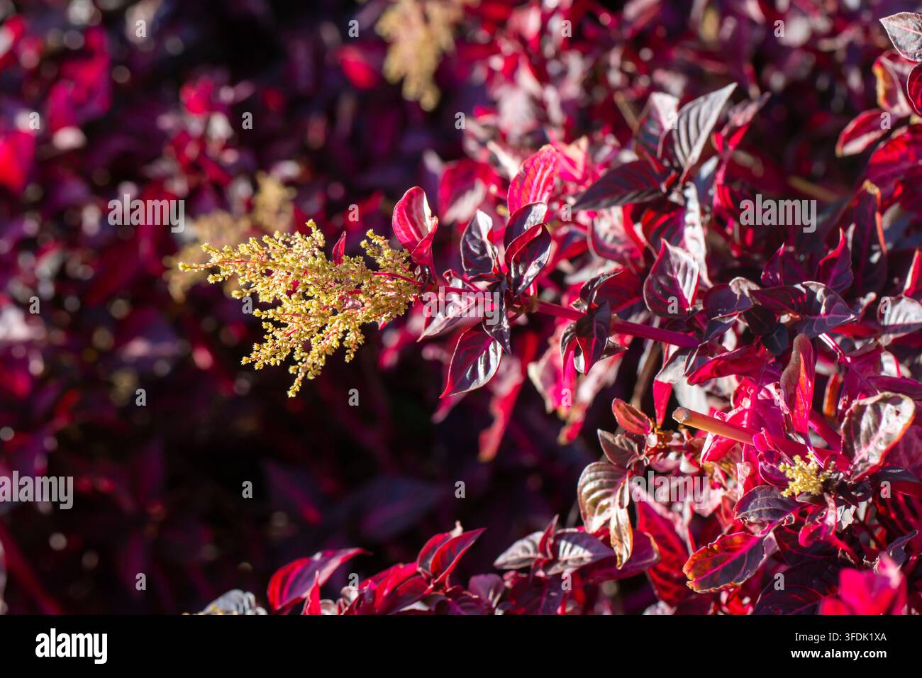 Vibrante foglia di sangue rosso autunnale (Iresine herbstii) con spighe di fiori gialli Foto Stock