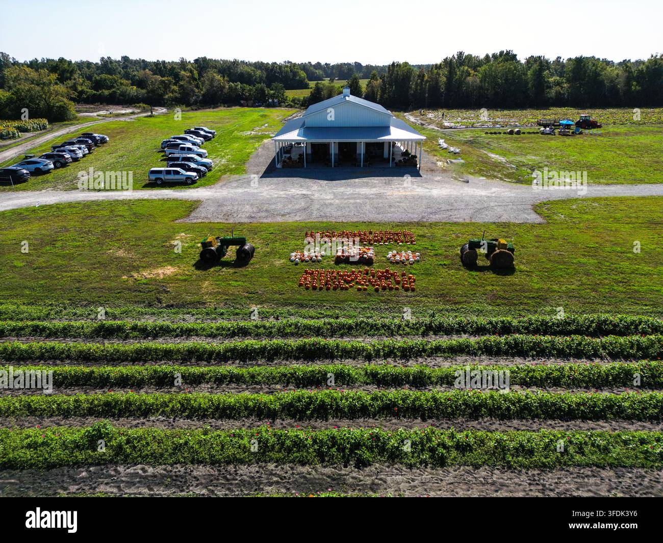 Vista aerea delle Trask Family Farms con un fienile bianco, file di colture e una esposizione di zucche disposta sull'erba tra due trattori d'epoca a C Foto Stock