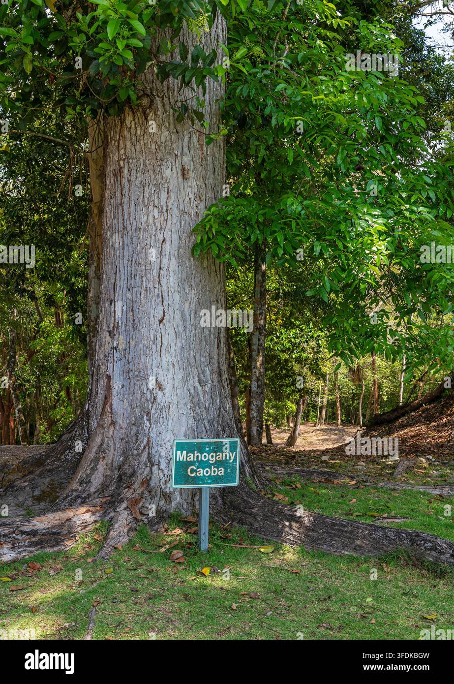Albero di mogano (Swietenia macrophylla) nel sito archeologico maya di Xunantunich, Belize. Foto Stock