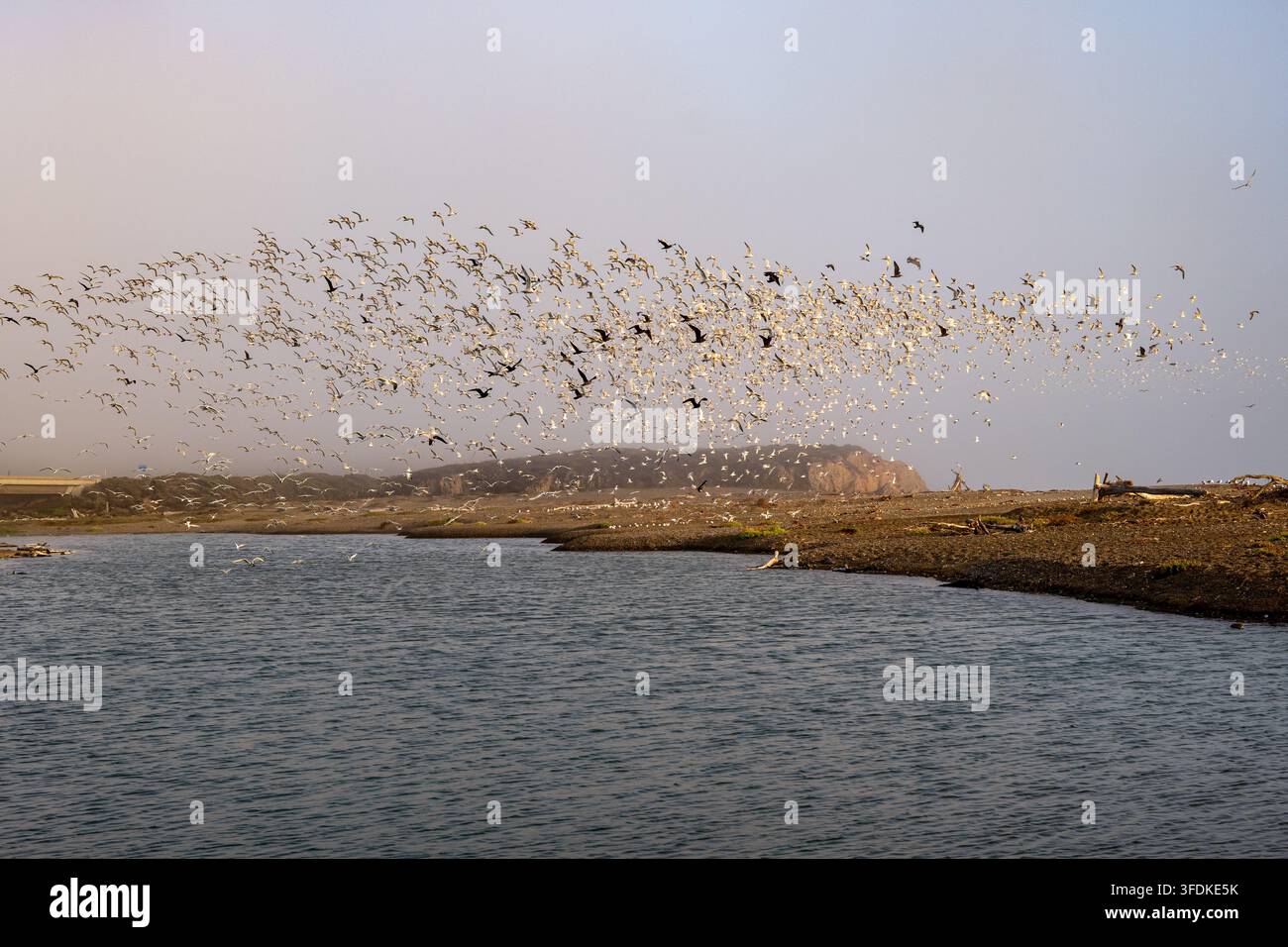 Un grande stormo di uccelli marini che vola sopra la laguna di San Simeon Creek vicino alla costa del Pacifico alla fine della giornata, Cambria, California, USA. Foto Stock