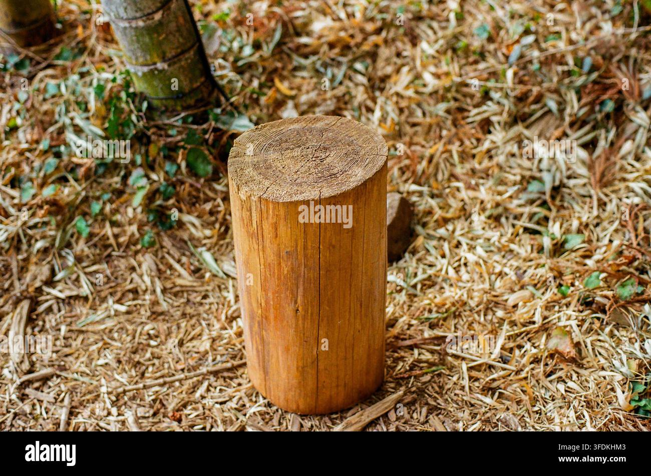 Ceppo di legno tagliato singolarmente sul terreno della foresta Foto Stock