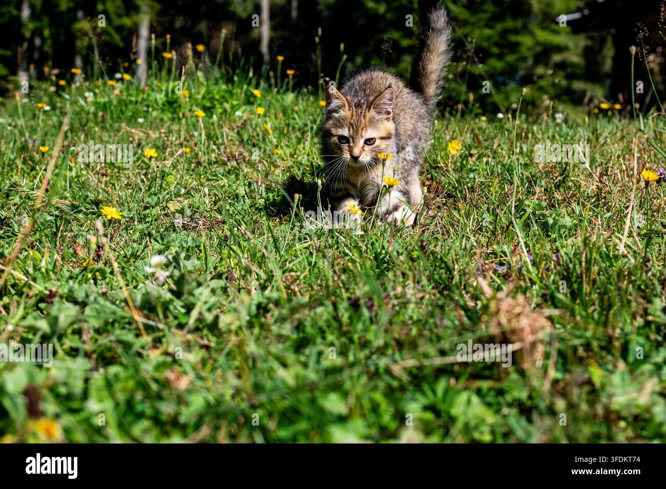 Giovane gattino tigrato si insinua attraverso un prato di fiori selvatici. Con le orecchie in avanti e gli occhi luminosi, pratica piccoli passi da cacciatore sotto il sole caldo. Una campagna giocosa Foto Stock