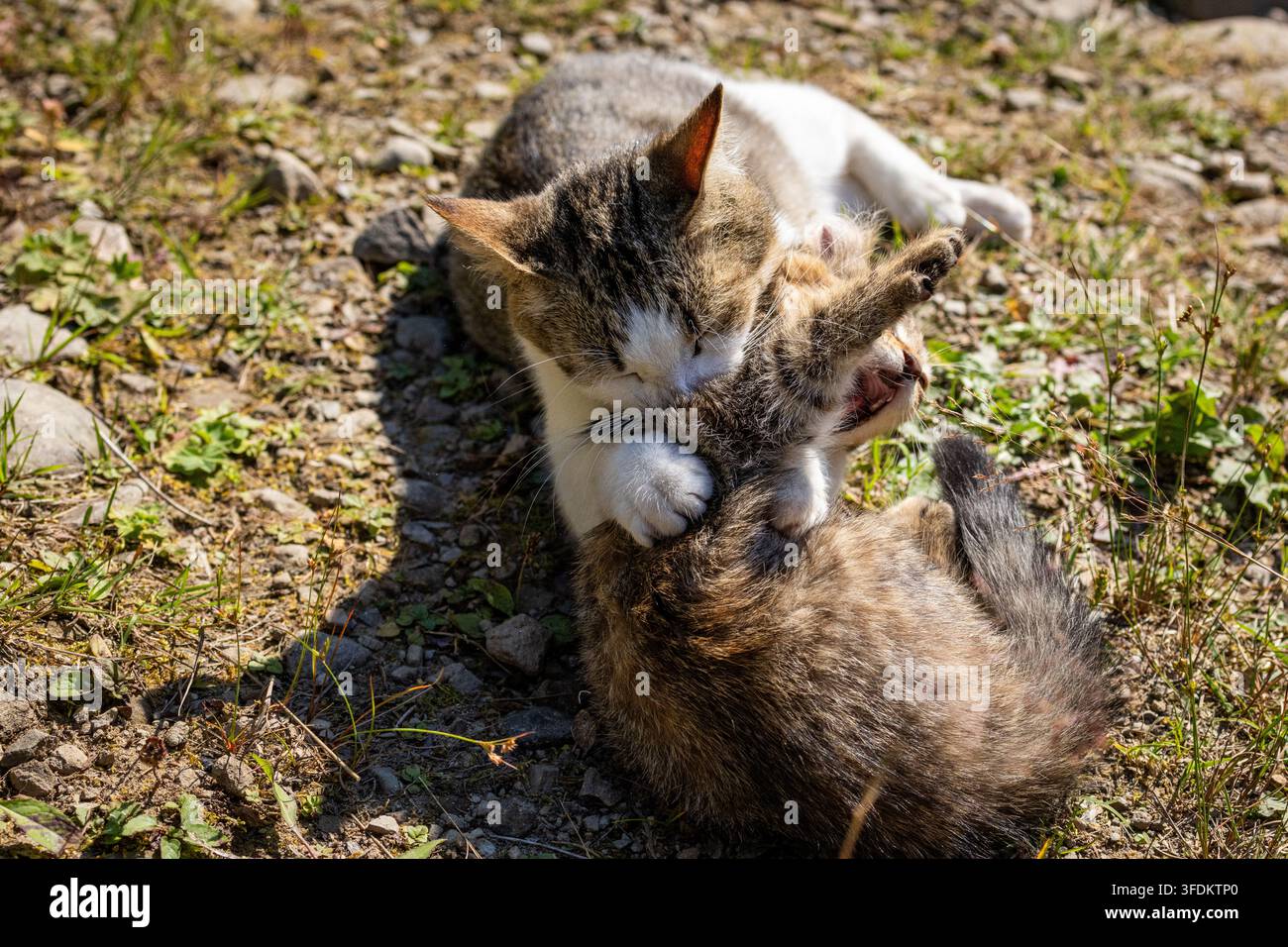 Lotta giocosa tra gatto adulto e gattino su terreno di ciottoli mentre rotolano e si artigliano con le zampe a vicenda. La luce del sole delinea i baffi e le code e il vivace trambusto Foto Stock