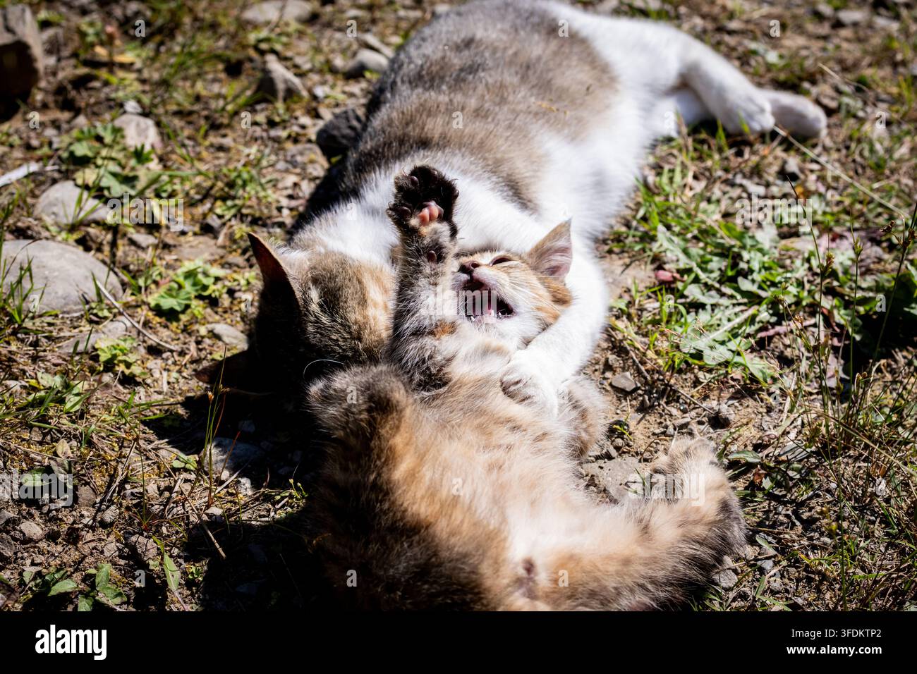 Il gattino alza una zampa e aprì la bocca mentre lottava con un gatto adulto su erba secca e pietre. Un'esplosione di energia e apprendimento è catturata in luce brillante Foto Stock