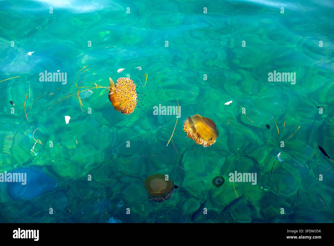 Meduse che galleggiano in un mare turchese chiaro. Diverse meduse galleggiano vicino a piccoli pesci nell'acqua di mare turchese chiara. Foto Stock