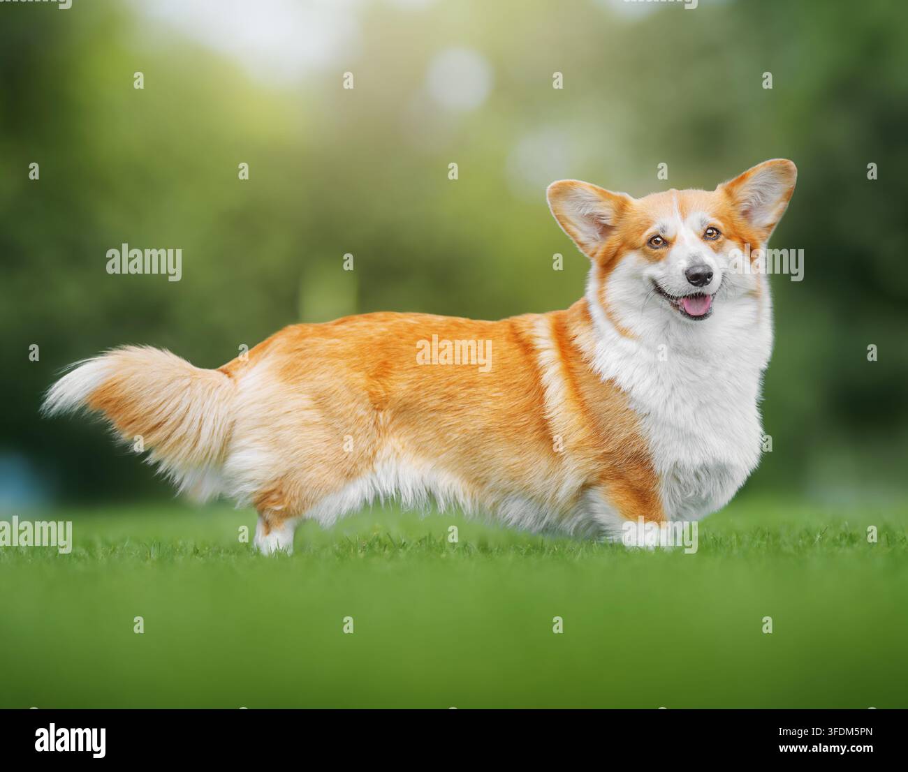 Pembroke Welsh Corgi in piedi sull'erba verde nel parco Foto Stock