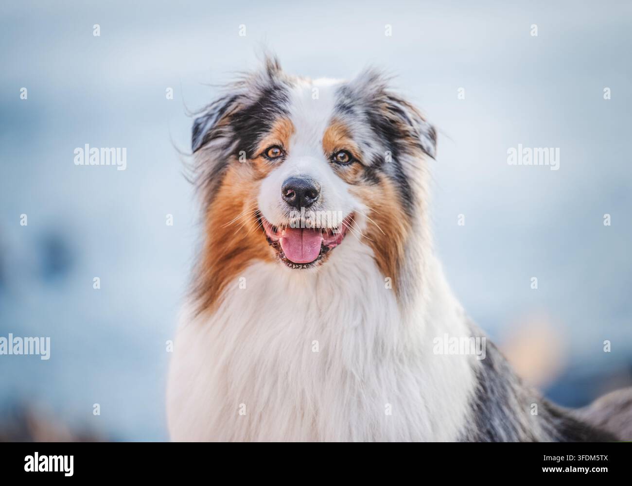 Ritratto di un cane Australian Shepherd con mantello blu merle Foto Stock