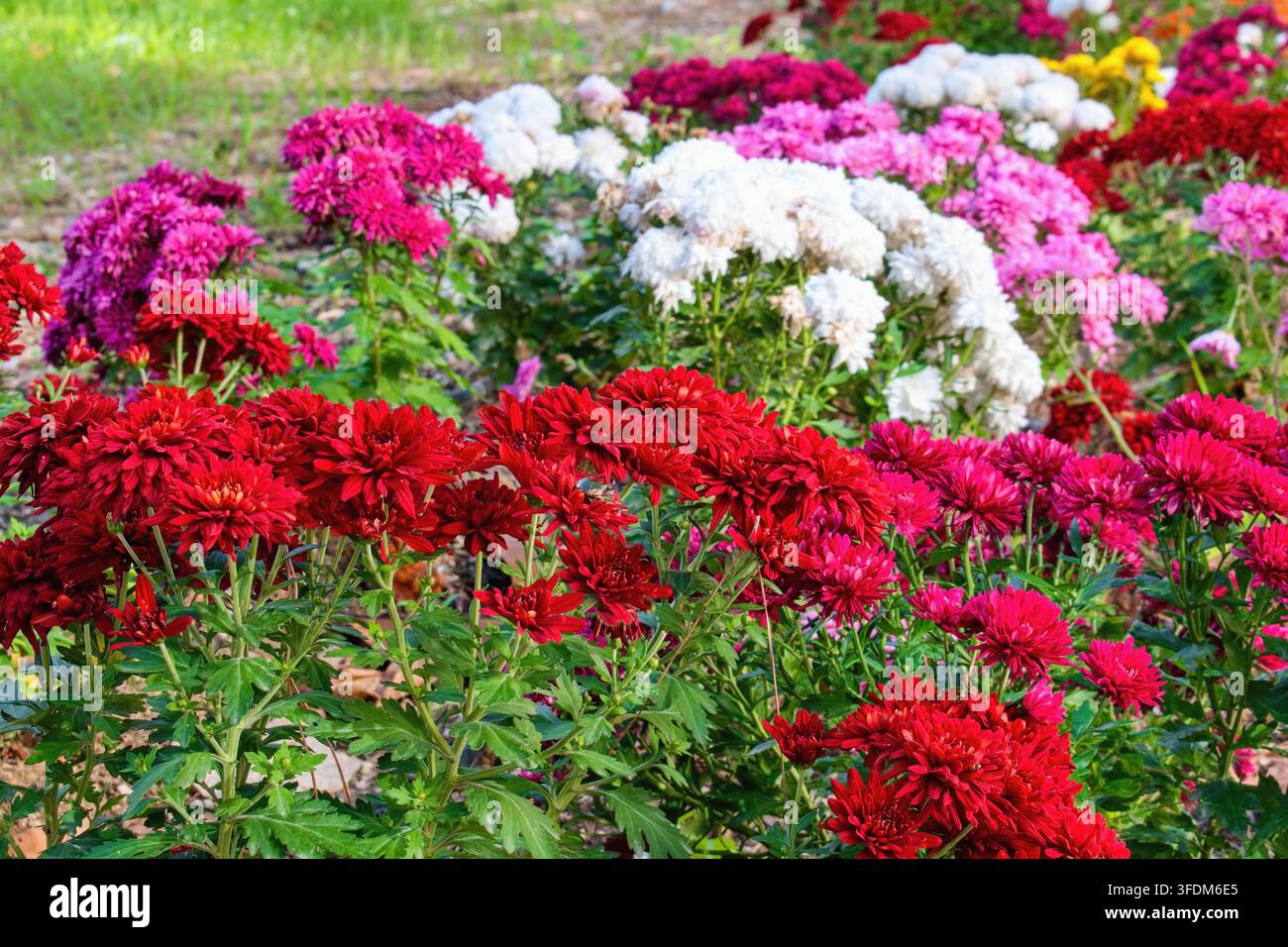 Crisantemo, chiamato anche mums, primo piano. Ispirazione per il giardino autunnale. Foto Stock