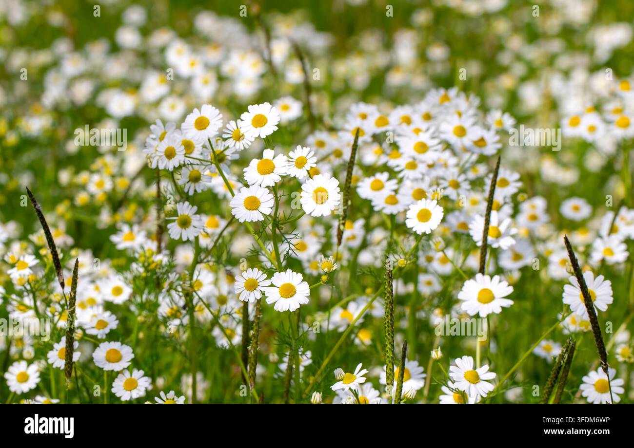 Sfondo a tela intera di fiori di camomilla bianca e di plantago maggiore in fiore in primavera Foto Stock