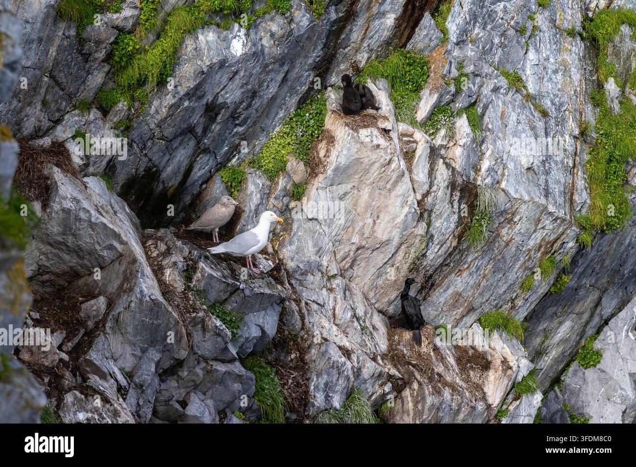 Gabbiano dalle ali glauche (Larus glaucescens) con un pulcino e cormorani pelagici in nido su una scogliera rocciosa, Parco Nazionale di Beringia, Chukotka. Agosto 2023 Foto Stock