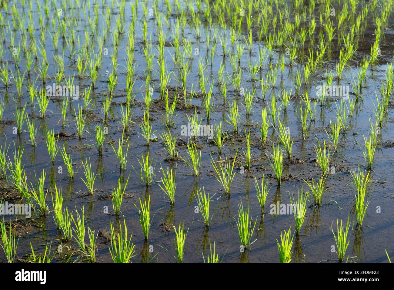 Giovani germogli di riso verde che crescono in un campo di riso allagato. I riflessi di luce sull'acqua evidenziano il ciclo agricolo e l'agricoltura biologica. Foto Stock