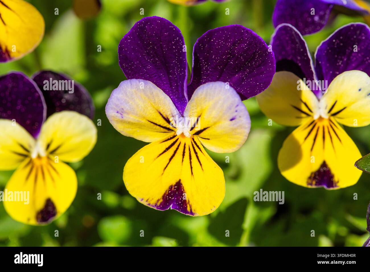 Prima piano di vivaci fiori di Viola cornuta bicolori viola e giallo in un giardino. Foto Stock
