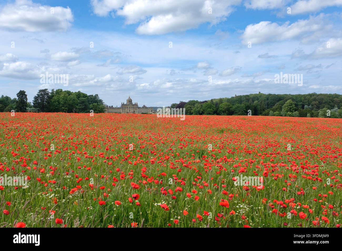 Papaveri in un campo di fronte a Castle Howard, North Yorkshire Foto Stock