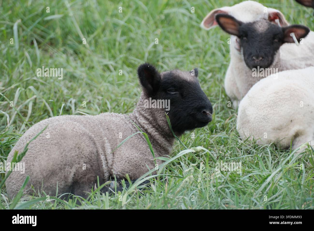 Un giovane agnello dalla faccia nera giace nell'erba verde fresca accanto al gregge su un pascolo primaverile, Ostfriesland, Bassa Sassonia, Germania, aprile. Foto Stock