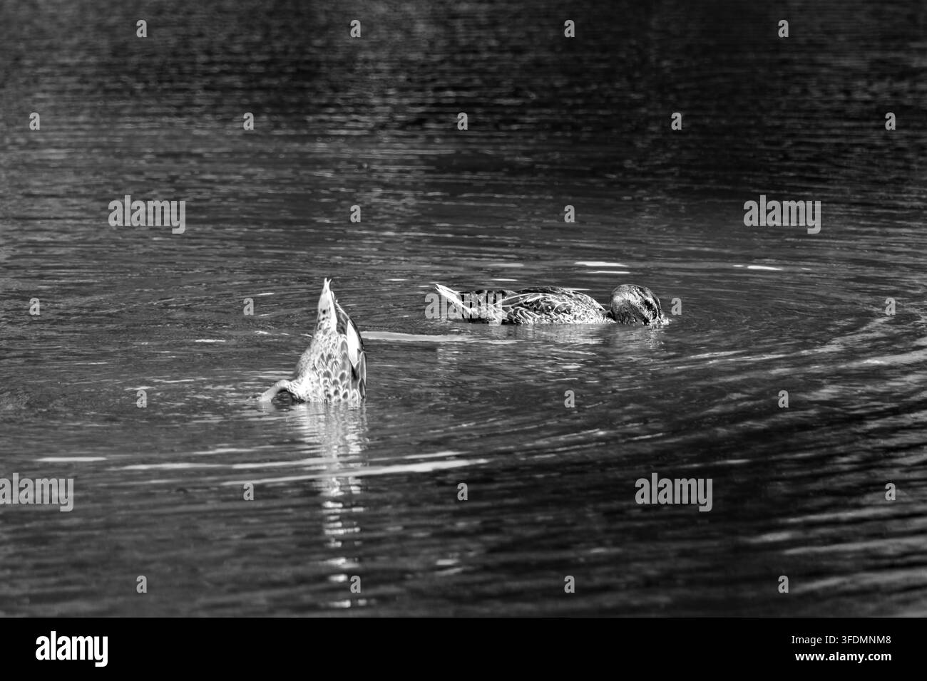Due femmine di anatre cercano cibo in uno stagno illuminato dal sole, con una che si inclina in avanti sott'acqua mentre l'altra si nutre in superficie tra riflessi verdi. Foto Stock