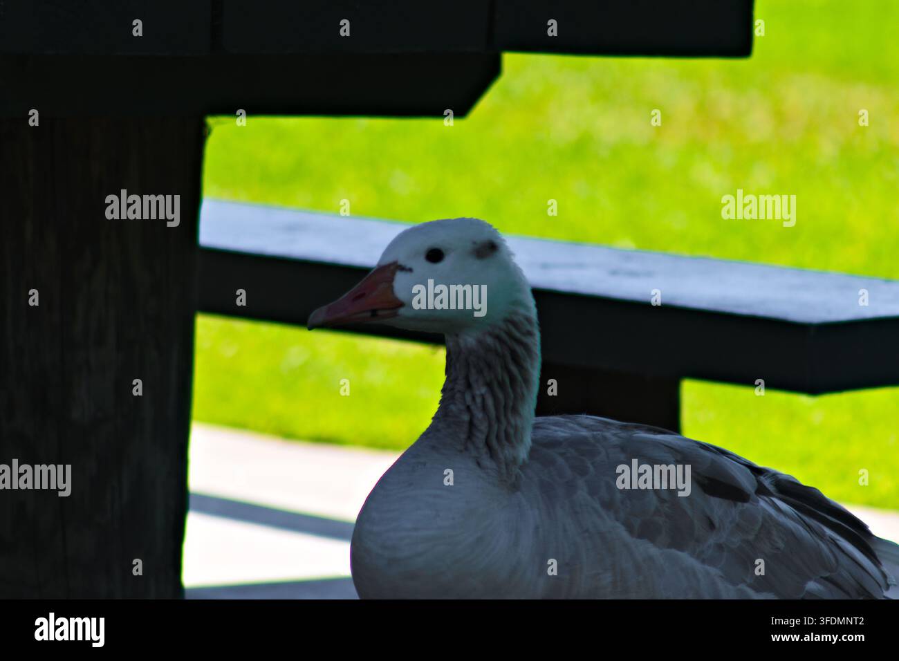 Un'oca delle nevi morfo blu riposa nell'ombra profonda sotto un tavolo da picnic, con la testa bianca e il piumaggio grigio incorniciati da un prato verde brillante. Foto Stock