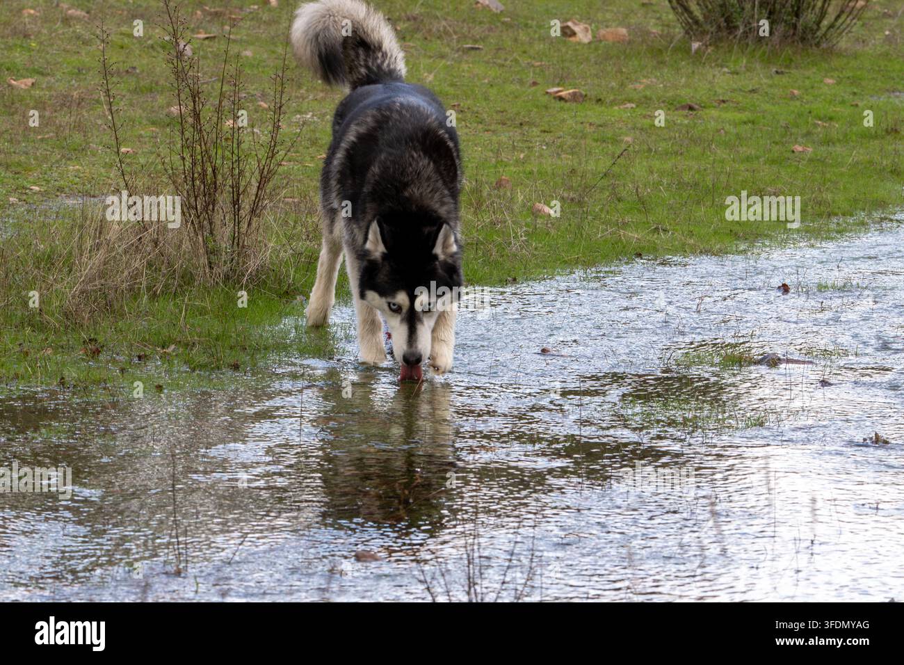 Malamute dell'Alaska guadagna acque fangose poco profonde. Il cane annusa l'acqua con curiosità concentrata. Erba e arbusti circondano la zona umida. La luce naturale riflette Foto Stock