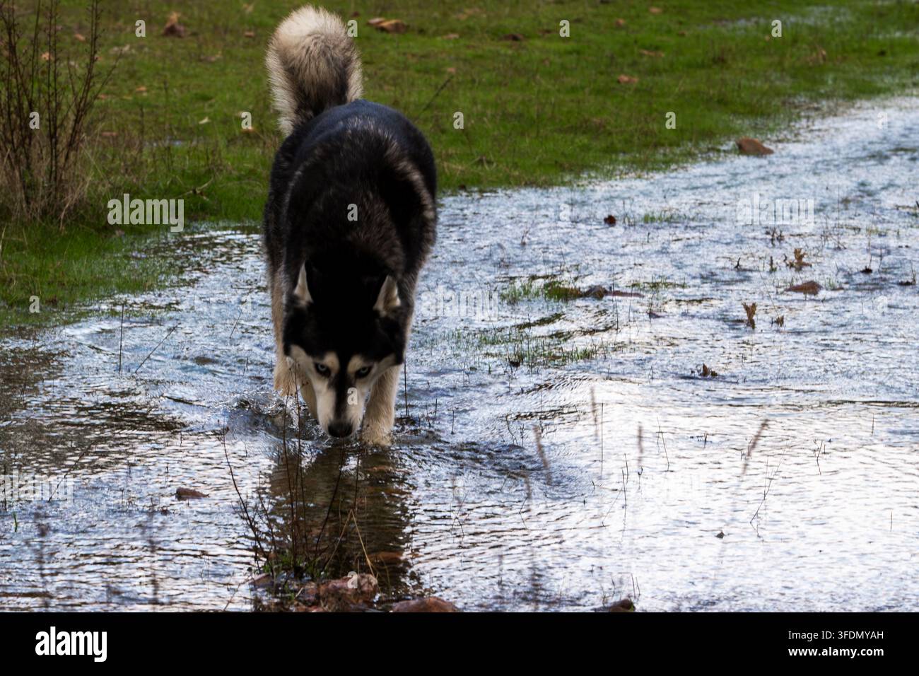 Husky bianco e nero avanza attraverso acqua fangosa poco profonda. L’erba verde circonda il sentiero bagnato. Il cane abbassa la testa, curioso della pozza. La scena cattura la natura Foto Stock