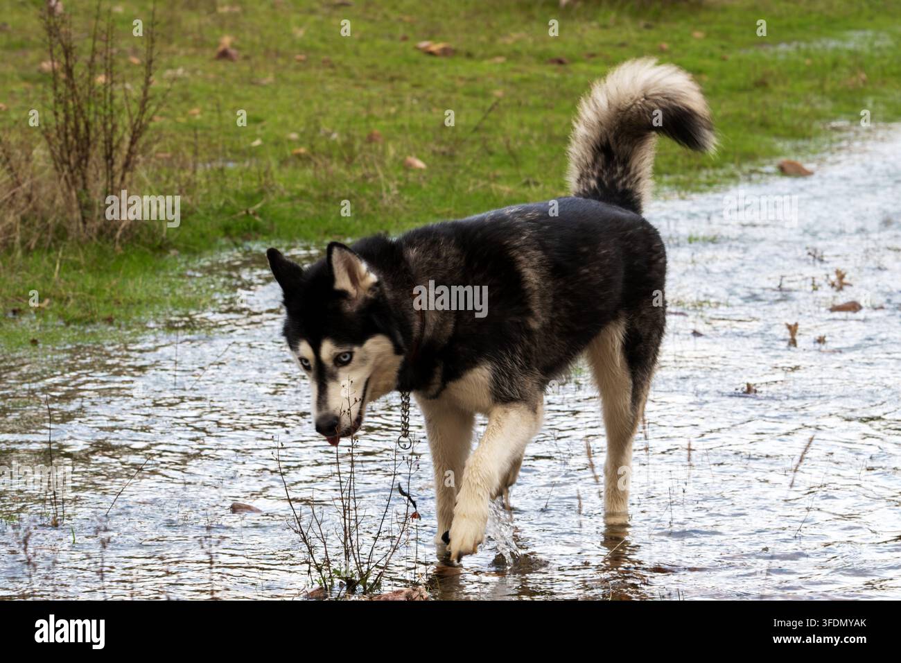 Husky bianco e nero avanza attraverso l'acqua bassa dello stagno. La coda del cane si arriccia in alto, le orecchie puntate, gli occhi fissi davanti. Un campo erboso circonda l'area umida, disperso Foto Stock