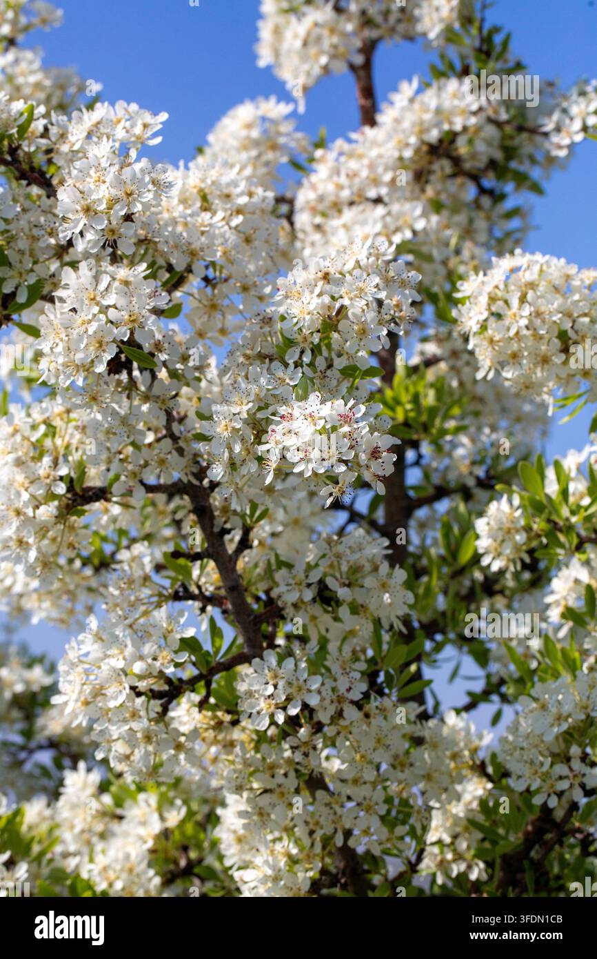 Fiori di Pyrus Spinosa, pera selvatica bianca in fiore contro un cielo blu terso Foto Stock