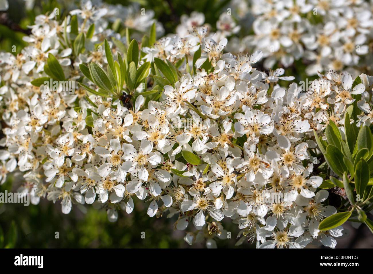 Fiori bianchi densi di Pyrus Spinosa, una pera selvatica, che fioriscono al sole primaverile Foto Stock
