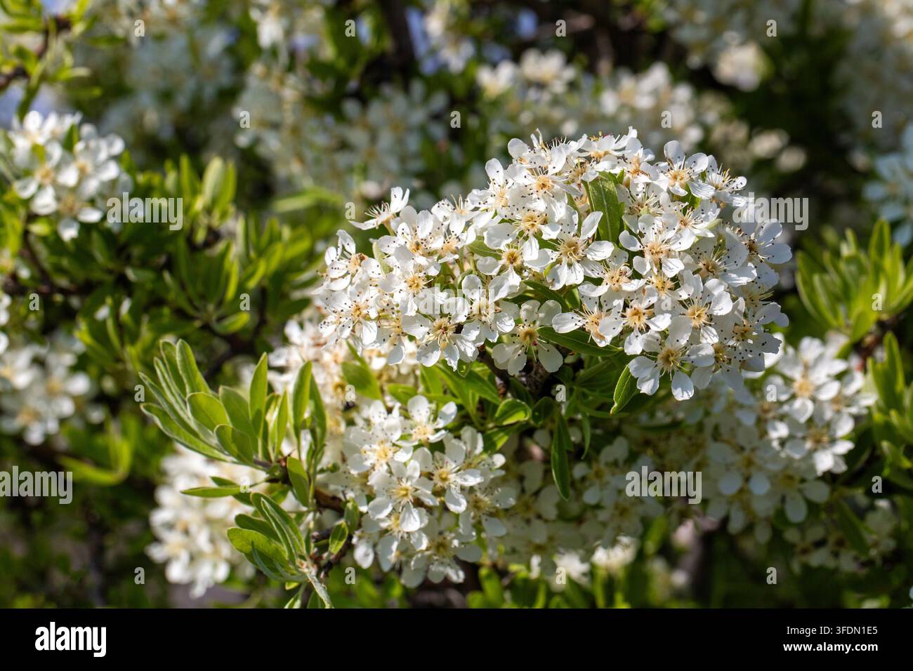 Fiori bianchi densi di Pyrus Spinosa, una pera selvatica, che fioriscono al sole primaverile Foto Stock