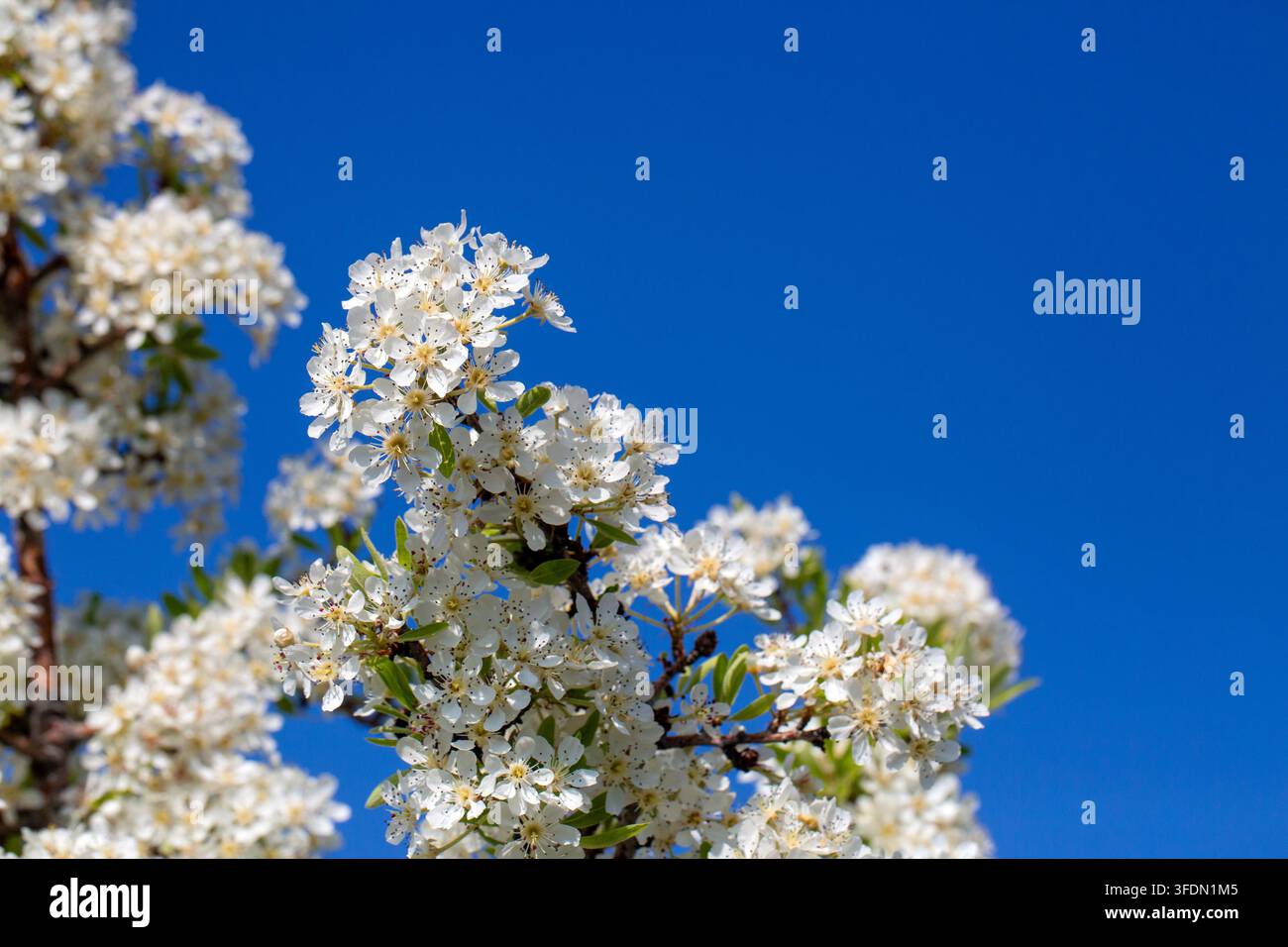 Fiori di Pyrus Spinosa, pera selvatica bianca in fiore contro un cielo blu terso Foto Stock